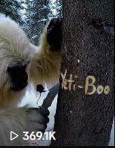 Yeti Boo Adventure #24